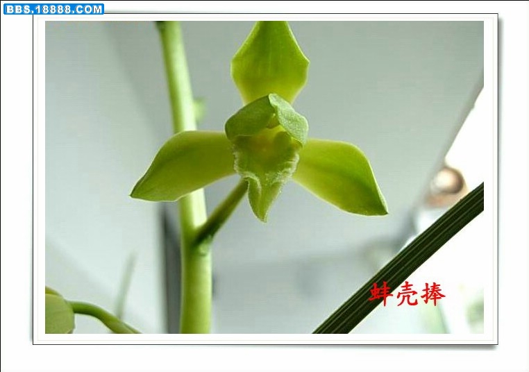 金岙素~~又名泰素（蚌壳捧）1_副本_副本.jpg