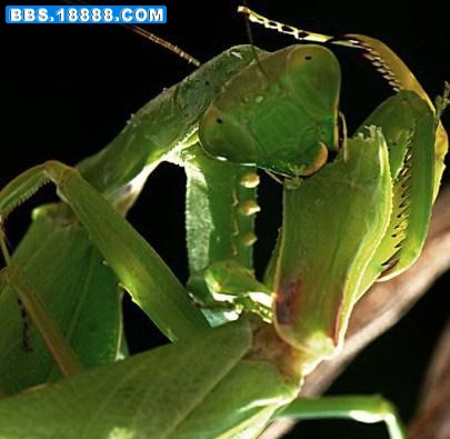 74_741335_57cbf247346394e[1].jpg