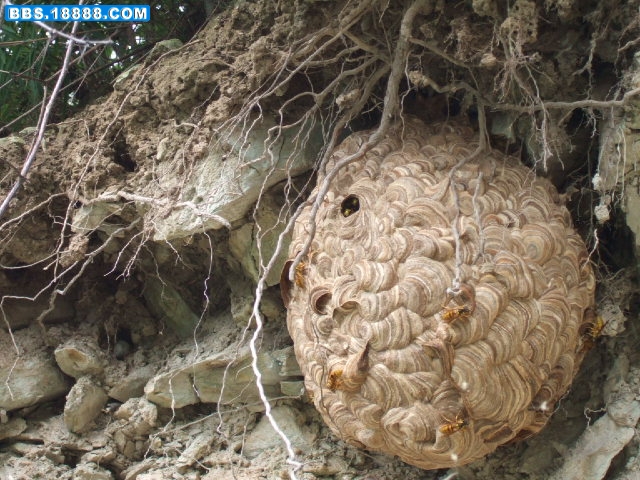 DSCF7197.JPG