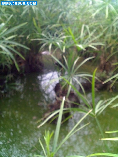 已压缩_池1.jpg