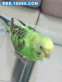 IMG0119A.jpg