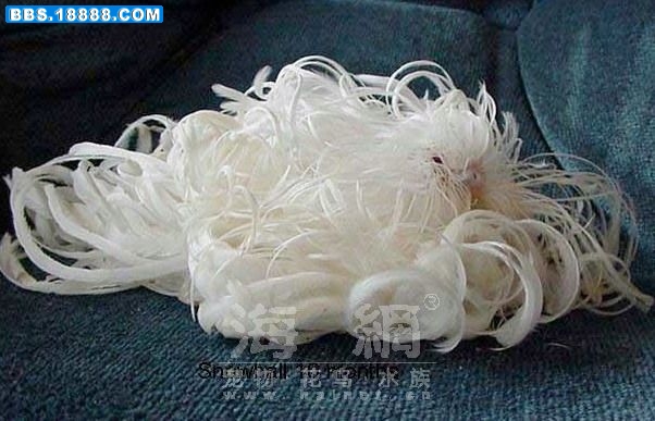 20080418_cca6c76989b75fb51be1bo68vkZwf5hU.jpg