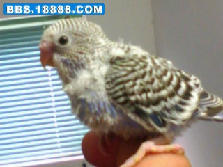 IMG0028C.jpg