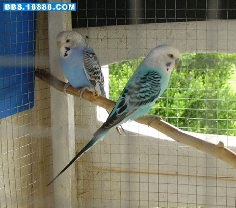 parrot1.jpg