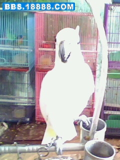 IMG0664A.jpg