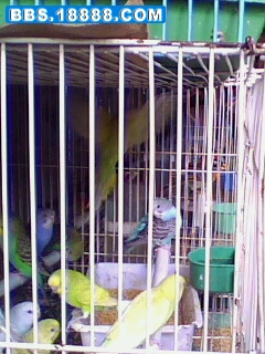 IMG0663A.jpg