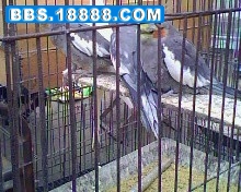 IMG0160A.jpg