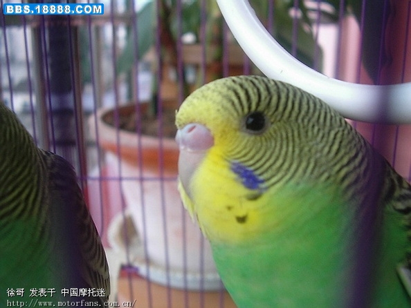 第二只1.jpg
