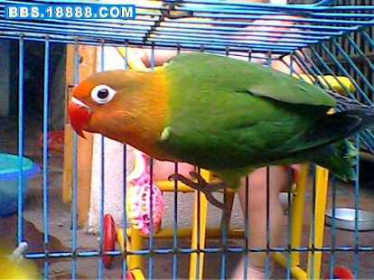 IMG1361A.jpg