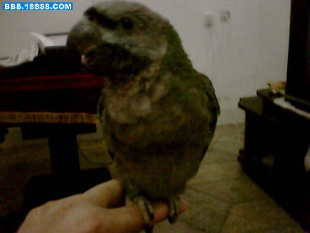IMG0345A.jpg
