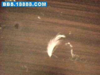 IMG0067A.jpg