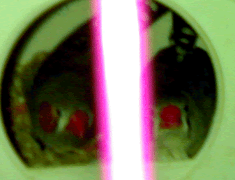 1.gif