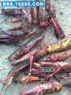 IMG0011A.jpg