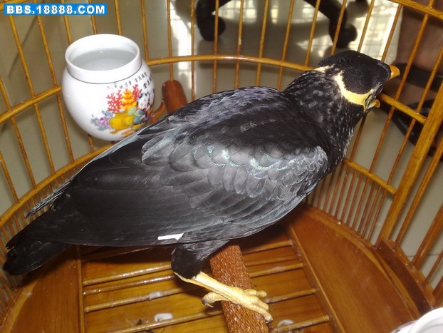 20080921394.jpg