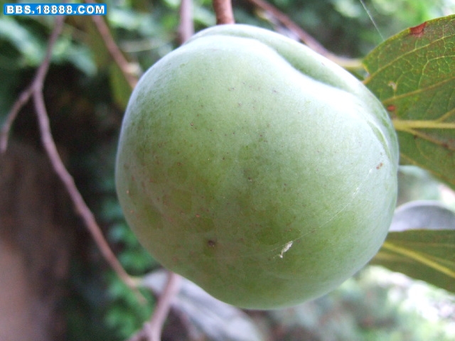 DSCF5815.JPG