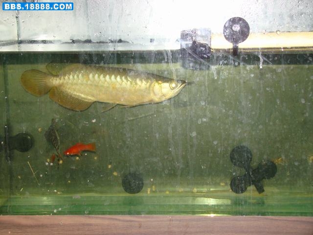 DSC00060.JPG