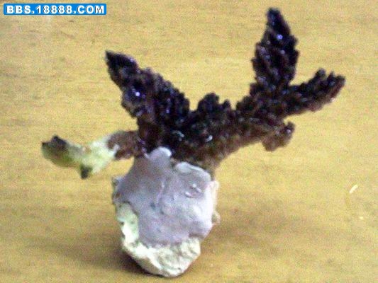 然后才把断枝固定在基石上,这方法不需要等几分钟，完工后可以直接放在水里。 。.jpg