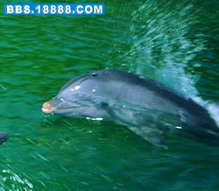 海豚11b.JPG