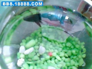 SP_A00103.jpg