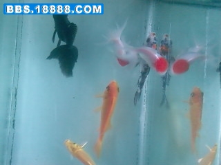 SP_A0012.jpg