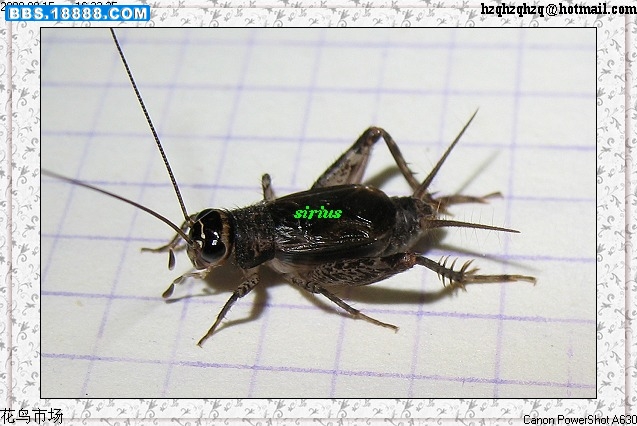 姬蟋 sp 雄.jpg