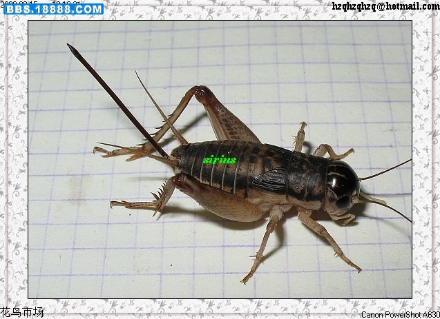 特蟋 雌.jpg