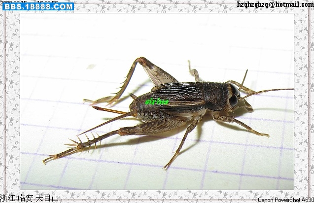 姬蟋 sp 雌.jpg