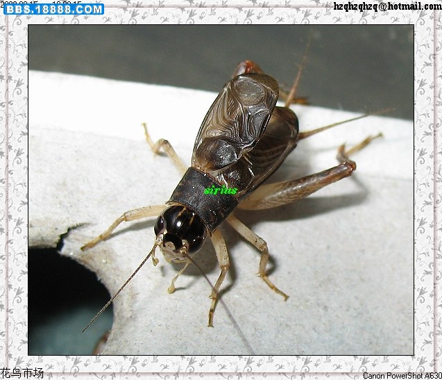 特蟋 雄.jpg