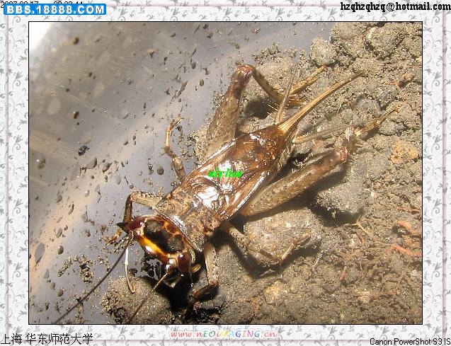 多伊棺头蟋.jpg
