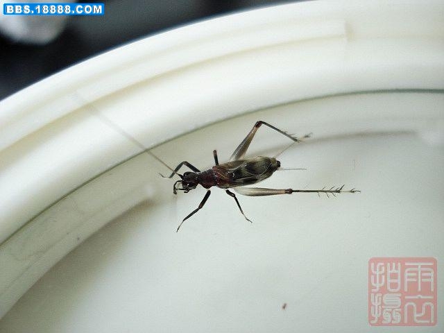 黑足墨蛉.jpg