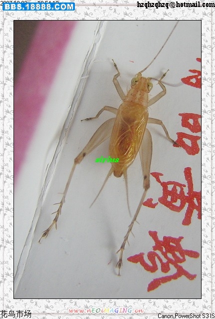 大黄蛉.jpg