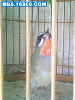 IMG0257A.jpg
