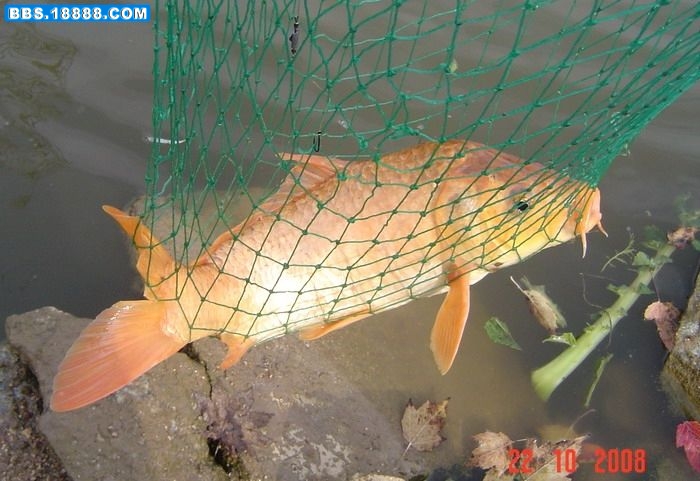 165_31415_b1971cc76a5572d[1].jpg