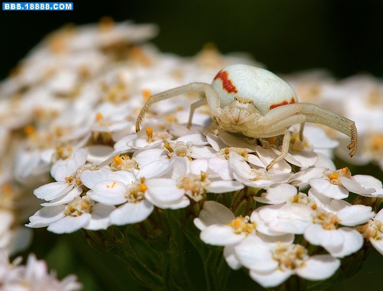 787px-Misumena_vatia_female_Luc_Viatour_1.jpg