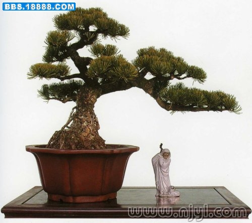 树种：大阪松&nbsp; 潘志华作品.jpg
