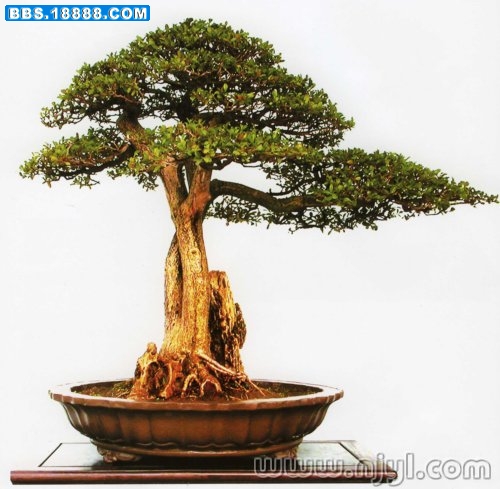 树种：瓜子黄杨&nbsp; 潘煜龙作品4.jpg