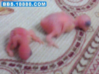 IMG0052C.jpg