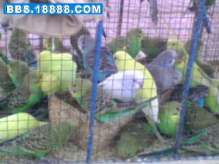 IMG0095B.jpg