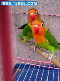IMG0805A.jpg