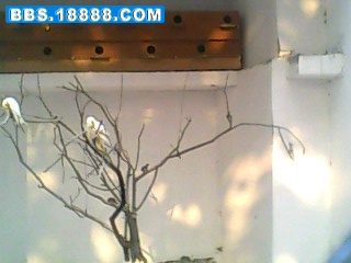 IMG0197A.jpg