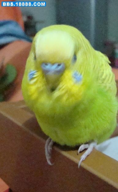 niao2.jpg