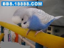 天空蓝鱼鳞.JPG
