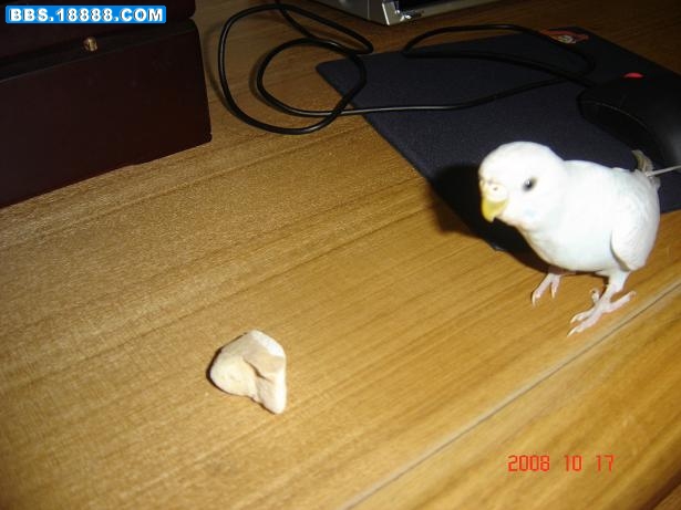 chongwu 017.jpg