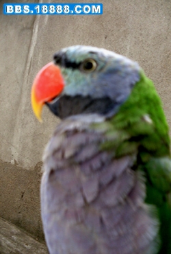 鹦鹉13.jpg