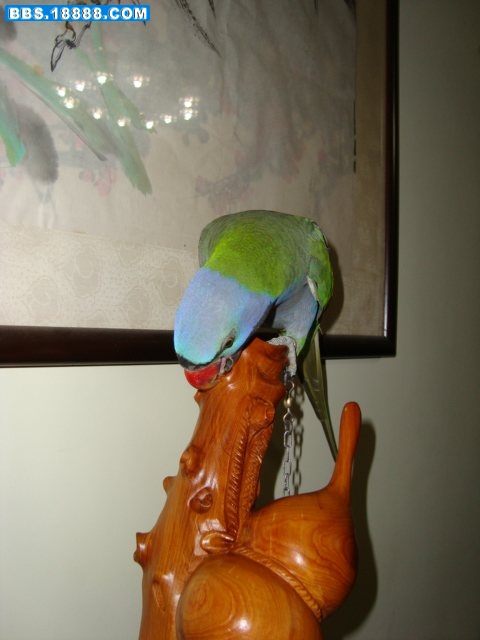 DSC00486.JPG