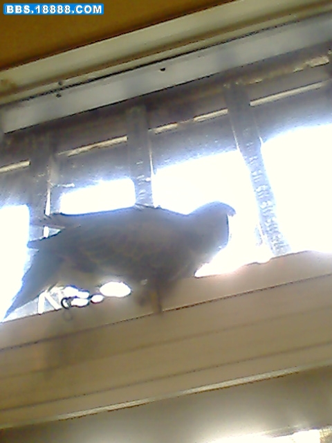 IMG0393A.jpg