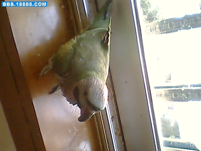 IMG0395A.jpg