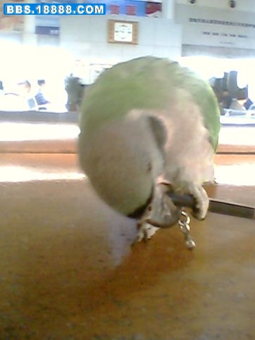 IMG0414A.jpg