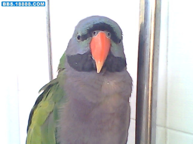 IMG0369A.jpg