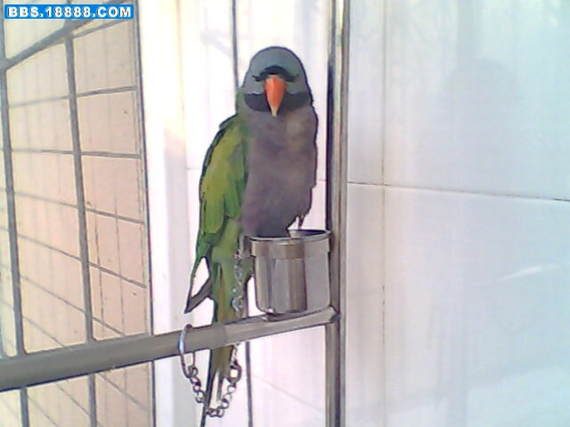 IMG0368A.jpg
